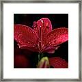 Daylily Rich Red With Waterdrops Framed Print