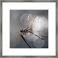 Days Of Dragonflies Framed Print