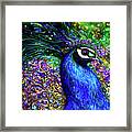 Dazzling Peacock Framed Print