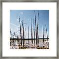 Dead Trees In Yellowstone Framed Print