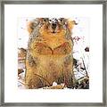 December Squirrel Framed Print