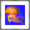 Deep Blue Sea Nettle 2 Framed Print