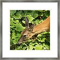 Deer Eating Leaves Framed Print