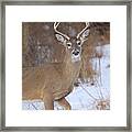 Deer In Winter Framed Print