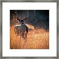 Deer Morning Framed Print
