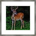 Deer Sighting Framed Print