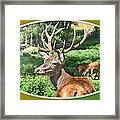 Deer With Antlers Framed Print