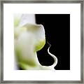 Delicate Orchid Framed Print