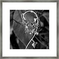 Delicate Weeds Framed Print