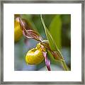 Delicate Yellow Lady's Slipper Framed Print