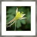 Delicate Yellow Framed Print