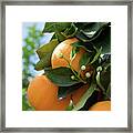 Delicious Oranges And White Buds, Orange Blossom In Spain Framed Print