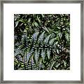 Delightful Ferns Framed Print