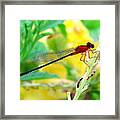 Desert Firetail Damselfly Framed Print