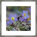 Desert Life Framed Print