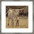 Desert Moon Texas Longhorn Cow Framed Print