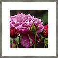 Dew Drop Pink Rose Framed Print