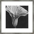 Dew On A Calla Lily Framed Print