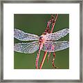 Dew On The Wings Framed Print
