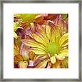 Dewy Pink And Yellow Daisies 2 Framed Print