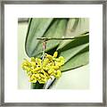 Dingy Flowered Star Orchid 1 Framed Print