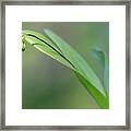 Dingy Flowered Star Orchid Buds Framed Print