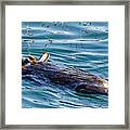 Dining Al Fresco - Sea Otter Framed Print