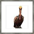 Disapproving Pelican Framed Print