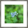 Do Not Dare To Forget Me Framed Print