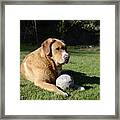 Dog Framed Print