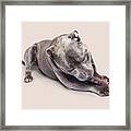 Dog Eating Chew Toy Framed Print