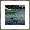 Dog In Elbow Lake, Alberta Framed Print
