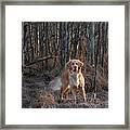 Dog In The Woods Framed Print