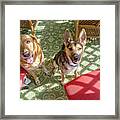 Dog Life Framed Print