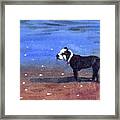 Dog On A Beach Framed Print