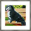 Dog On A Park Bench Framed Print