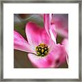 Dogwood Blossom In Pink Framed Print