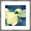 Dogwood Blues Framed Print