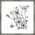 Dogwood Iii Framed Print