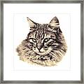 Domestic Cat Photo Framed Print