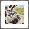 Donkey Framed Print