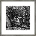 Donkeys In The New Forest Woods Near Fritham, Hampshire, Uk, In Framed Print