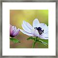 Double Anemone Framed Print