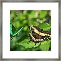 Double Beauty Framed Print