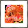 Double Dutch Tulips Framed Print