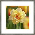 Double Hybrid Yellow Narcissus Tahiti Framed Print