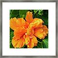 Double Orange Hibiscus Flower Framed Print