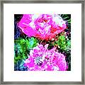 Double Poppies Framed Print