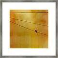 Dove On A Wire - Gold Framed Print