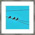 Doves On A Wire - Single Spaced Framed Print